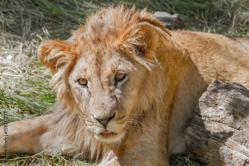 animal young lion lying on the grass