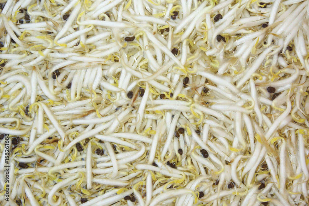 Fresh bean sprouts