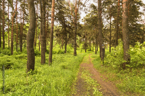 Forest of pine