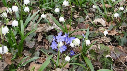 Frühlingsblumen