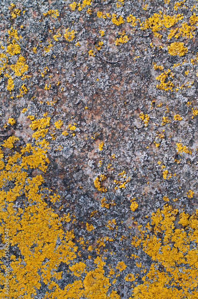 Metal rust lichen closeup concept - old rusty metal with lichen as background Metal rust lichen closeup concept - old rusty metal with lichen as background
