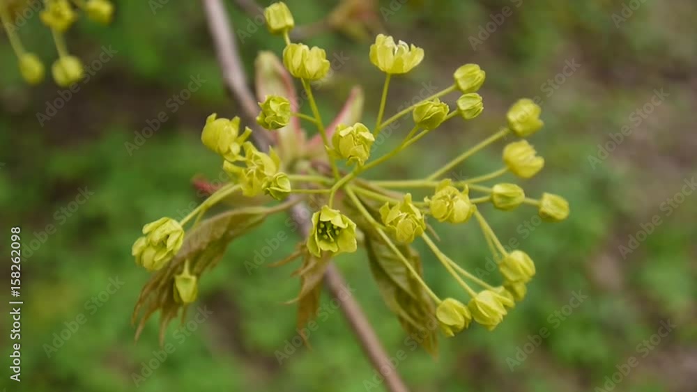 Blooming maple in spring. Beautiful young green branch of tree swinging in the wind. Acer platanoides. Shoot of static camera. Blooming maple in spring. Beautiful young green branch of tree swinging in the wind. Acer platanoides. Shoot of static camera.
