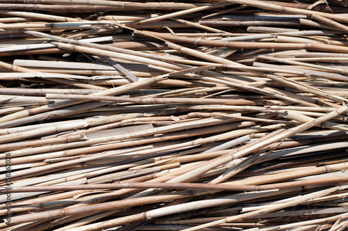 Bulrush nature closeup concept - dry cane as a background