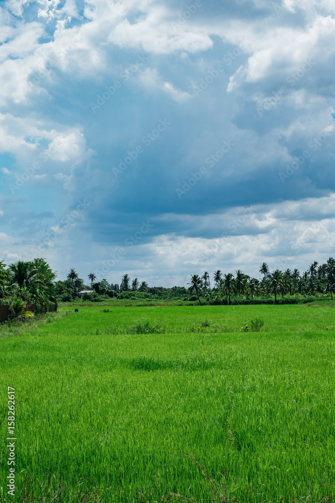 Green rice field with cloudy blue sky Green rice field with cloudy blue sky