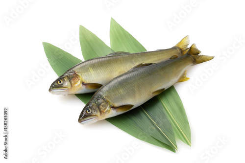 鮎　Japanese sweetfish photo