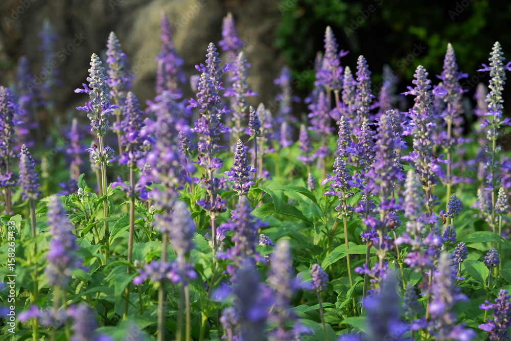 Obraz premium soft focus beautiful flowering purple meadow with Blue Salvia in garden