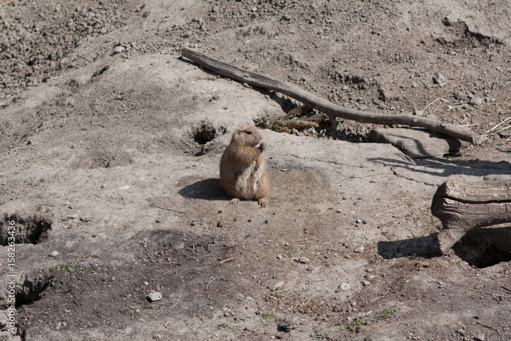 Prairie Dog