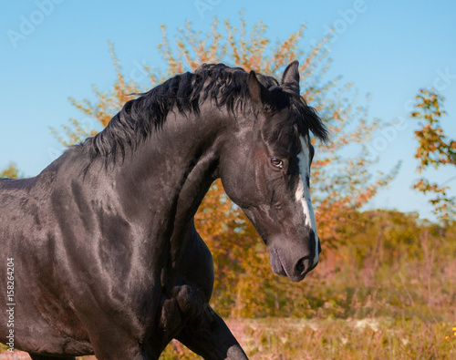 Portrait of black horse on nature background