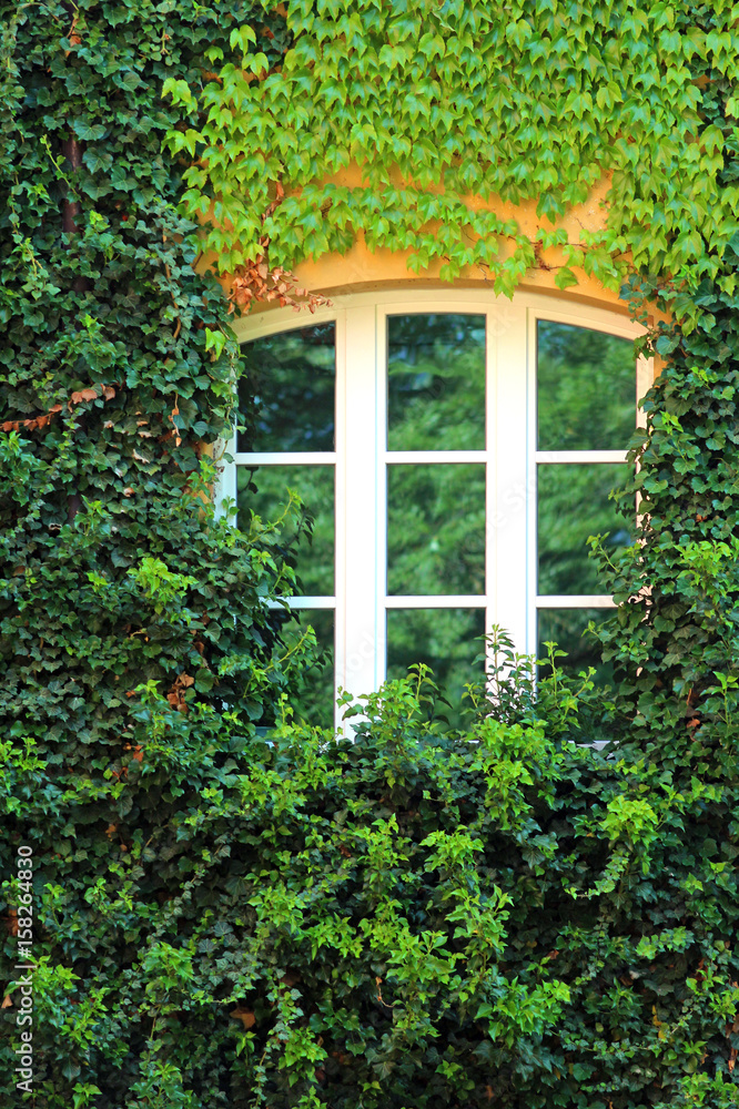 transom window, surrounded by ivy transom window, surrounded by ivy