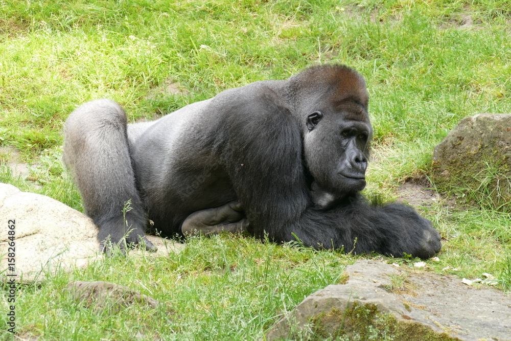 Obraz premium Entspannter Gorilla