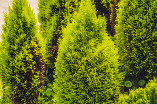 Fototapeta tropical plant green conifers like spruce or pine in the greenhouse wonderful