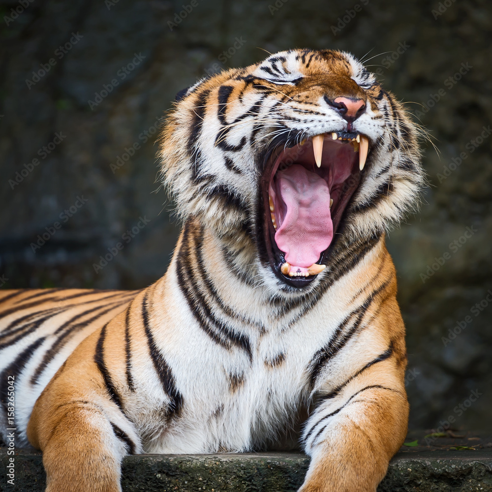 Fototapeta premium Tigers.