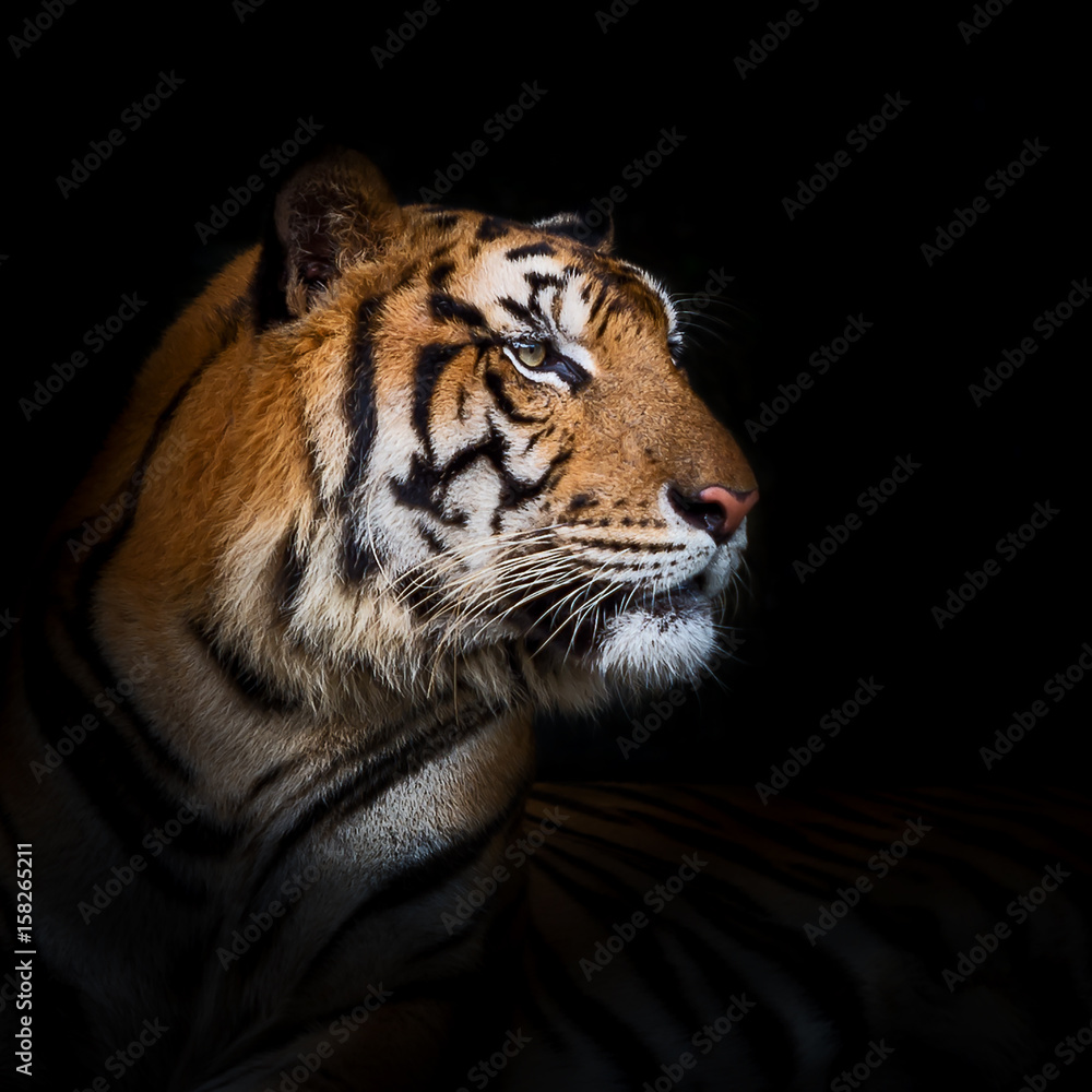Fototapeta premium Tiger.