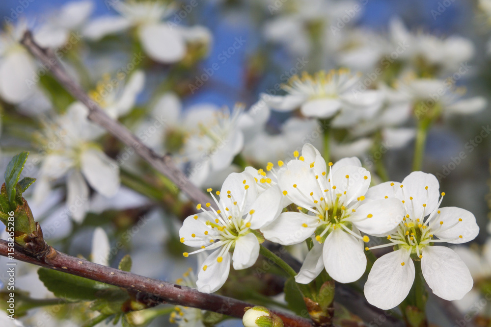 Obraz premium Cherry flowers on branch