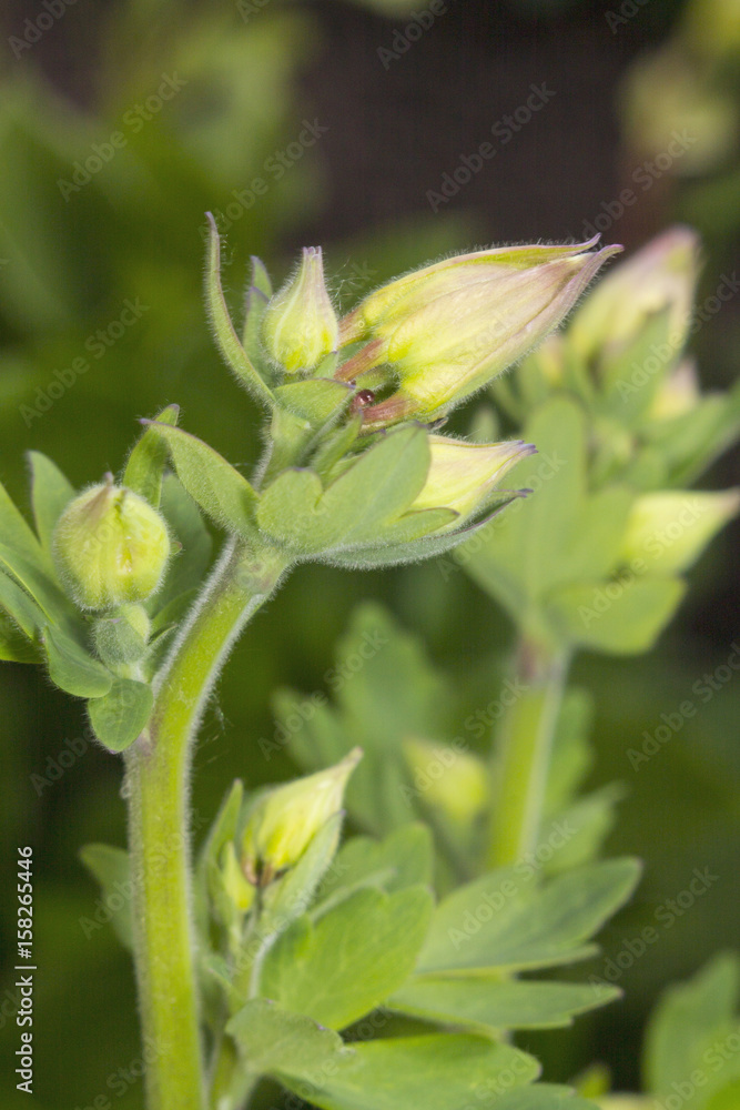 Lungwort flowers 2 Lungwort flowers 2