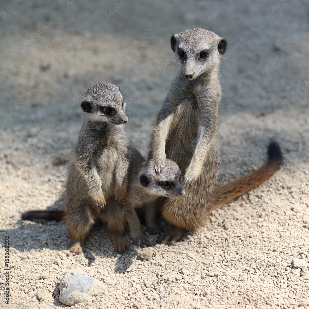 Fototapeta premium Erdmännchen (suricata suricatta)