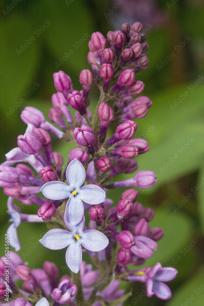 Obraz premium Two flowers of lilac