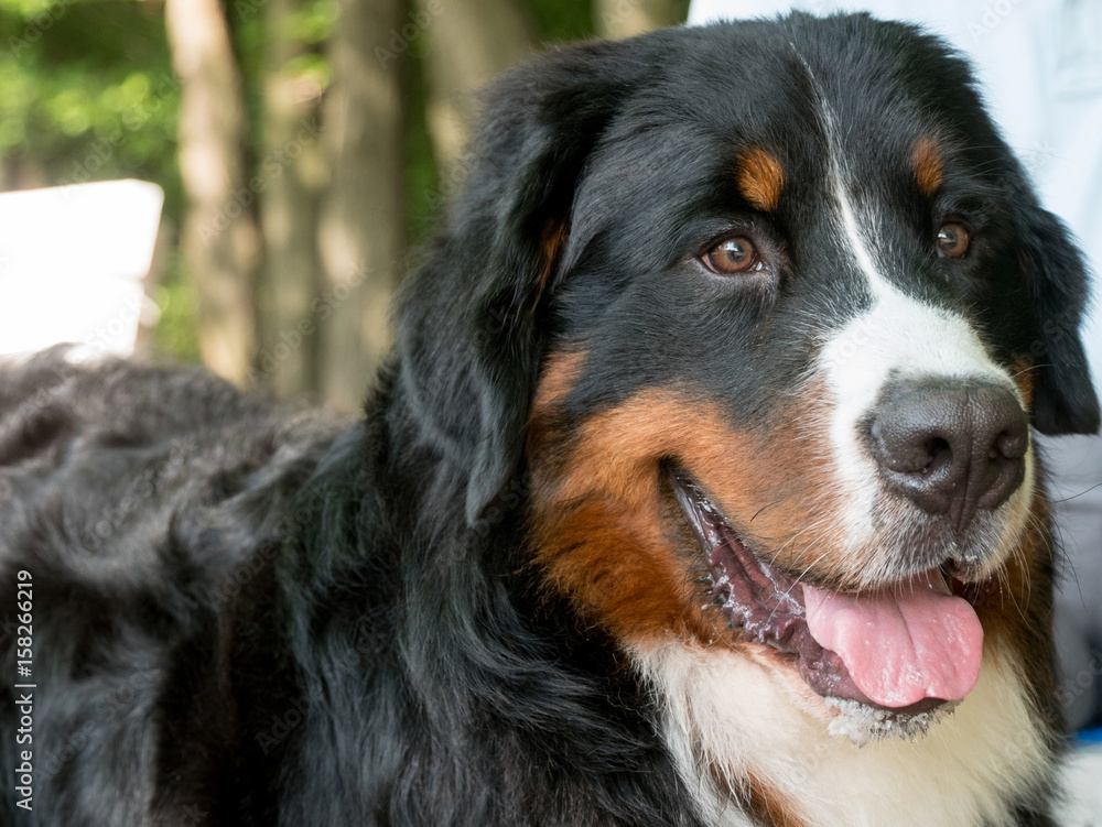 Bernese mountain dog portrait in outdoors Bernese mountain dog portrait in outdoors