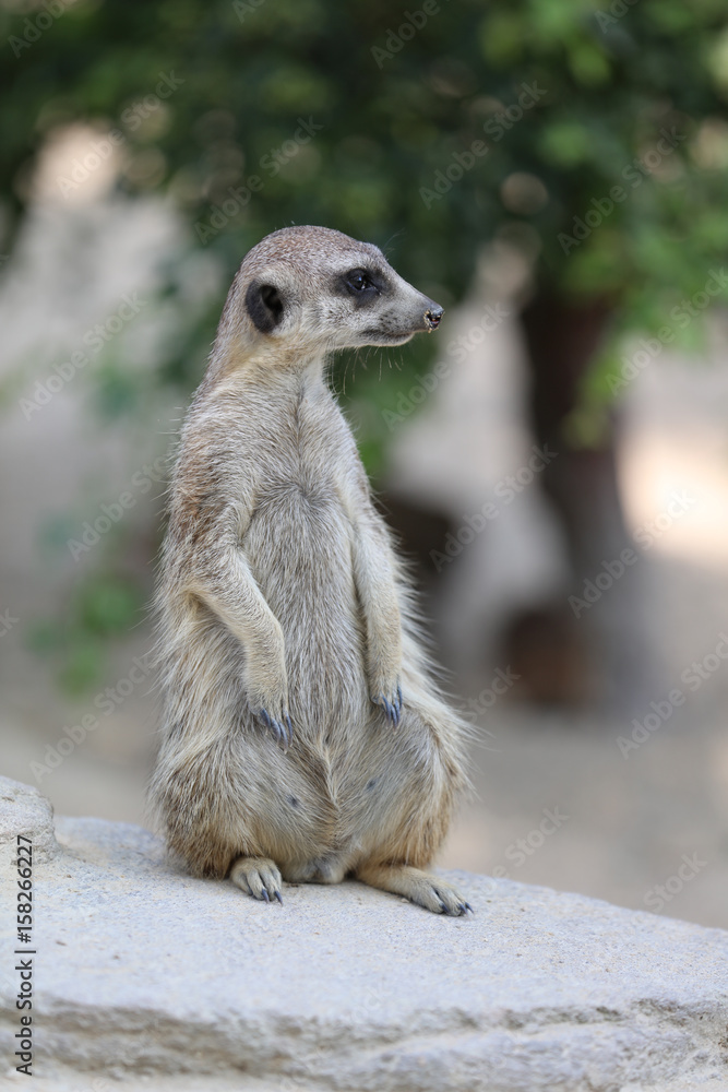 Fototapeta premium Erdmännchen (suricata suricatta)