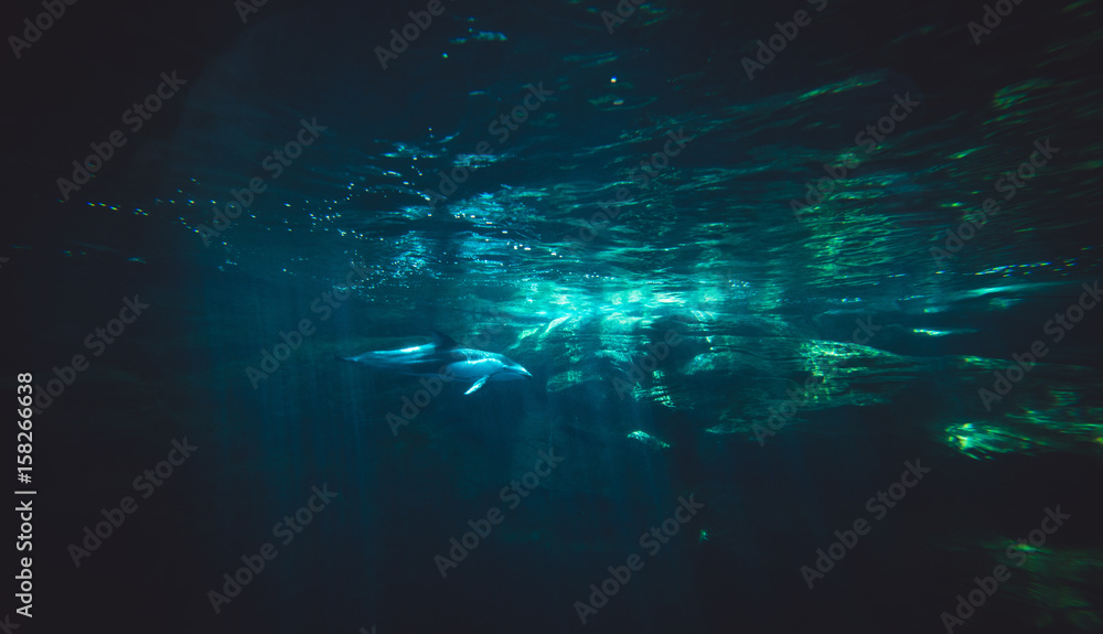 Obraz premium Dolphin Swimming