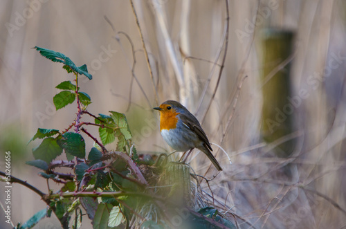 Robin in the garden