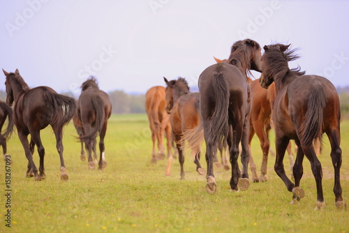 runing with the wild horses, a herd of wild horses running away