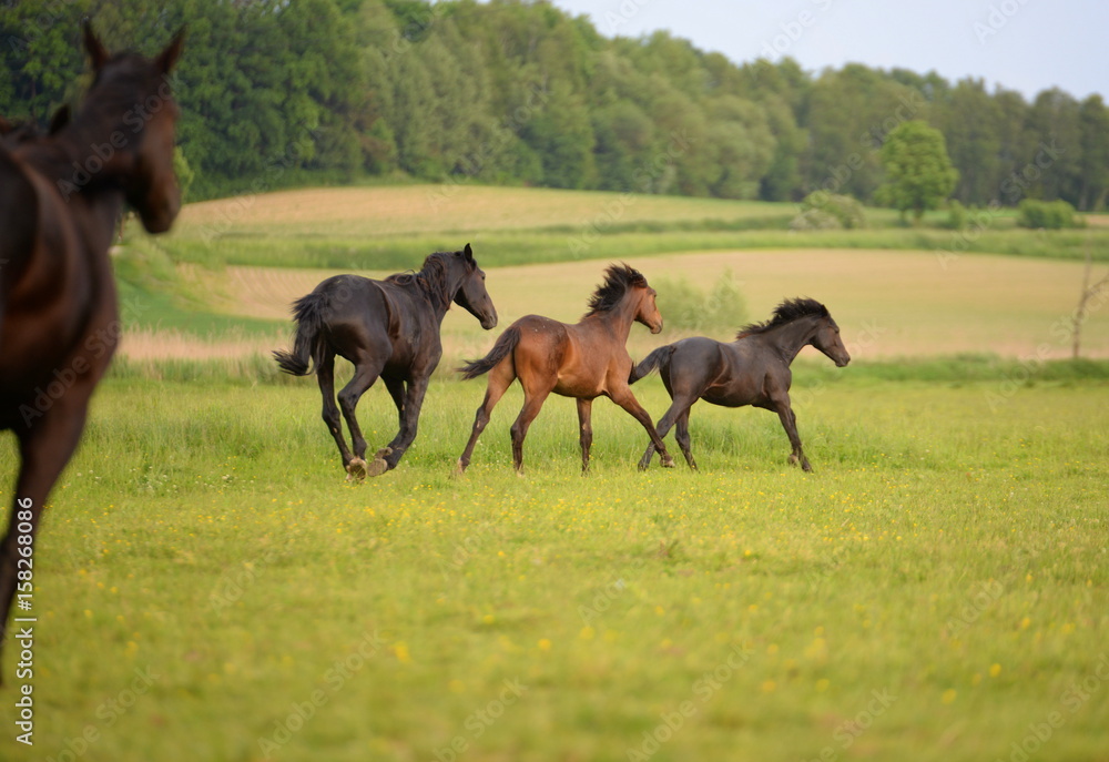 young bloods, young wild horses running away young bloods, young wild horses running away