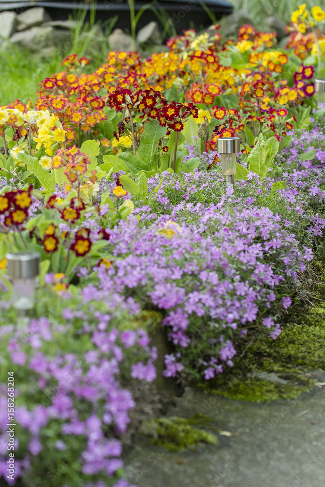 Colorful Spring Primrose Flower and Solar Lamp. Colorful Spring Primrose Flower and Solar Lamp.