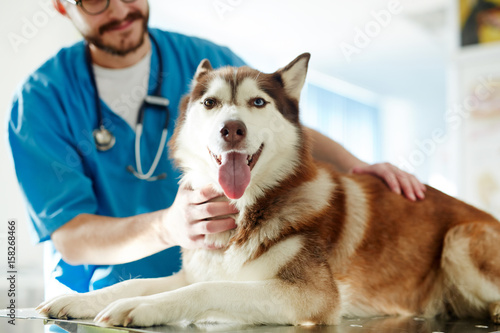 Fototapeta Naklejka Na Ścianę i Meble -  Cute siberian husky dog having examination in vet clinics
