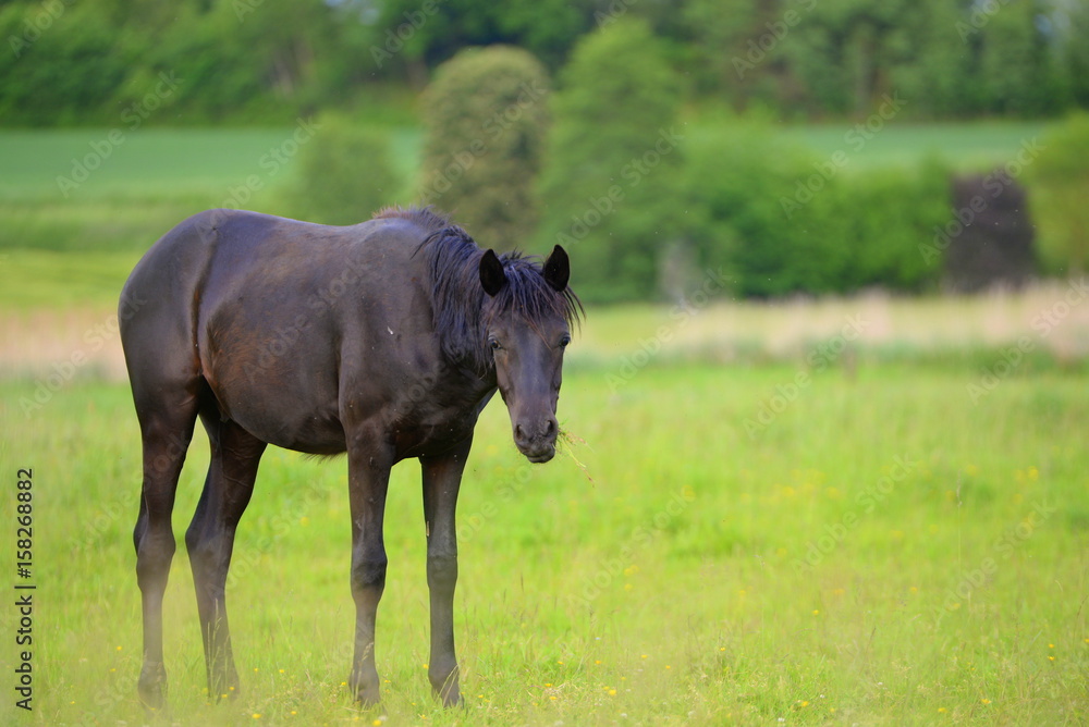 alone, cute black young horse standing offside alone, cute black young horse standing offside