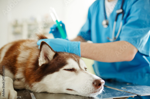 Fototapeta Naklejka Na Ścianę i Meble -  Sick dog during injection procedure