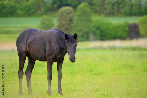 alone  cute black young horse standing offside