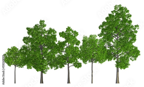 Trees in a row isolated on white 3d illustration