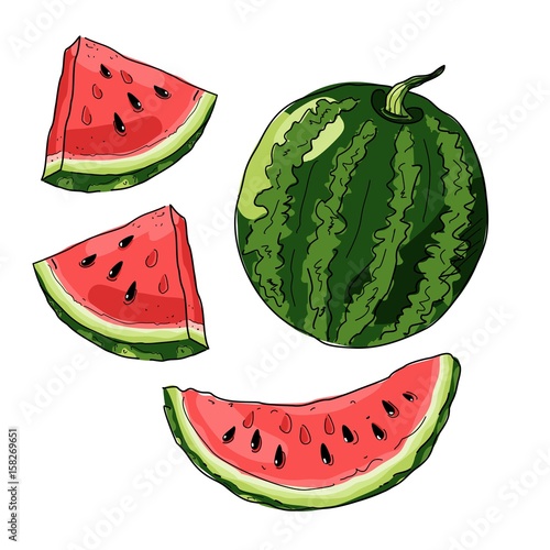 Whole striped watermelon sketch style vector illustration isolated on white background.