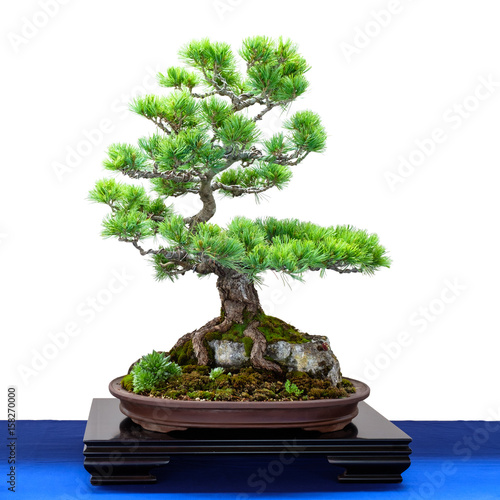 Kiefer (Pinus parviflora) Nadelbaum als Bonsai