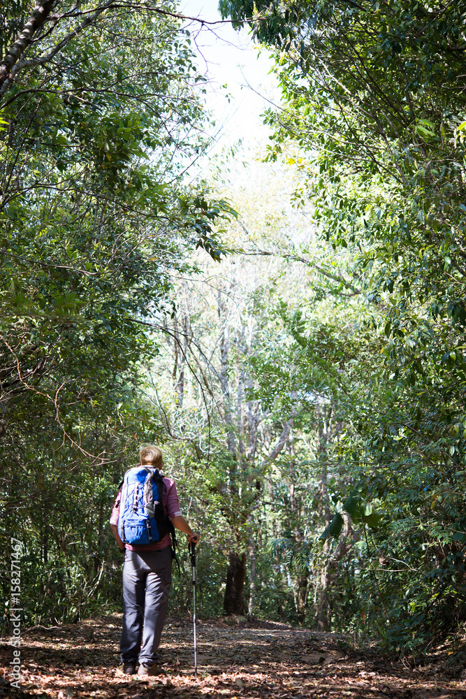 Rear of young man hiker walking in forest. Enjoy with nature. Rear of young man hiker walking in forest. Enjoy with nature.