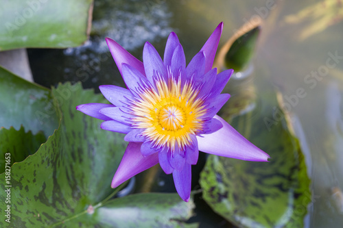 Purple Lotus in water