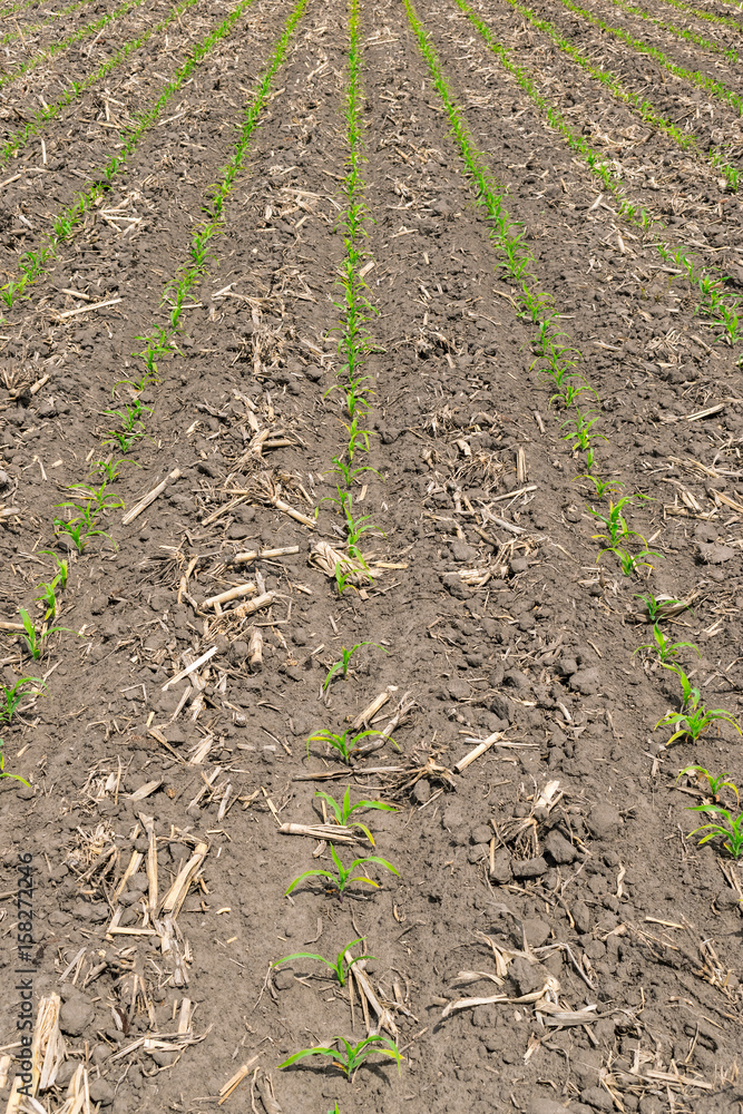 Young corn field Young corn field