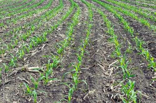 Young corn field