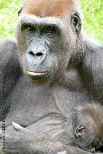 Mama und Baby Gorilla