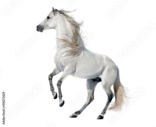 white rearing andalusian stallion isolated on white photo