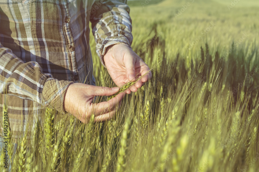 Female hand in barley field, farmer examining plants, agricultural concept.
