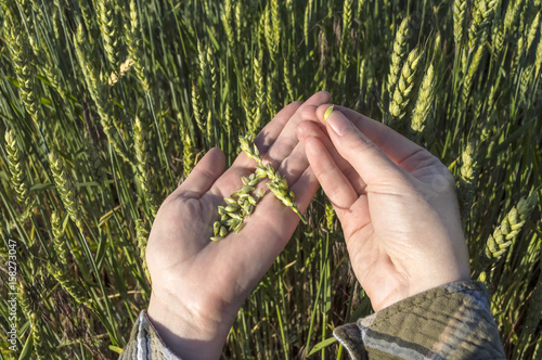 Female hand in barley field, farmer examining plants, agricultural concept.