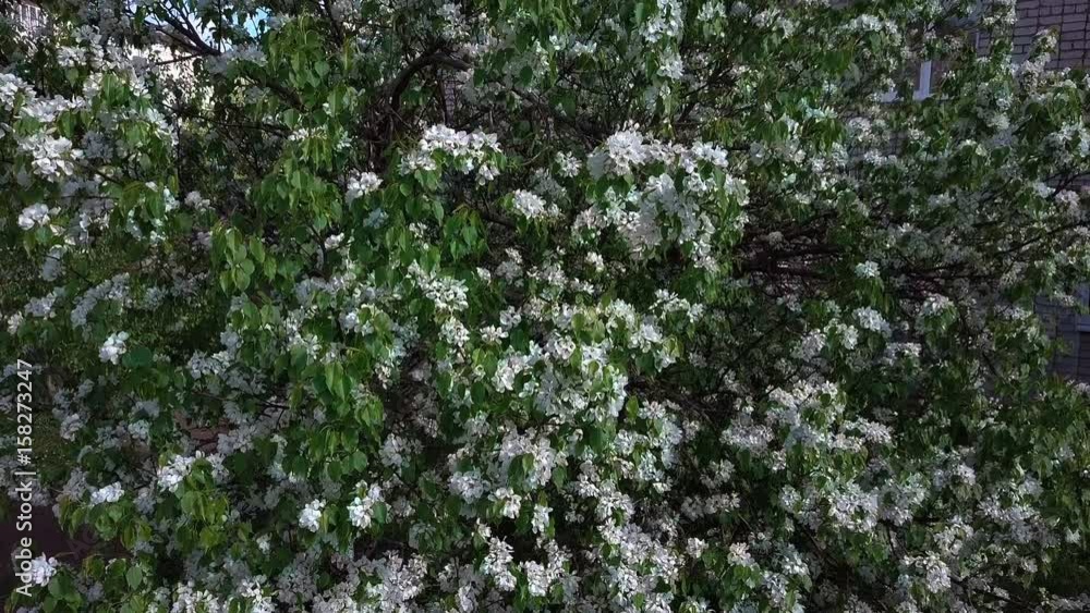 Aerial survey of blossoming crab tree. Top view Aerial survey of blossoming crab tree. Top view