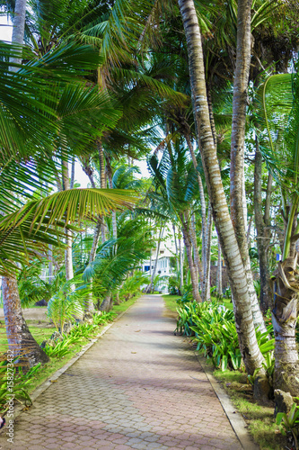 walking track in a tropical Park.   tile way between palm trees. Road to the hotel