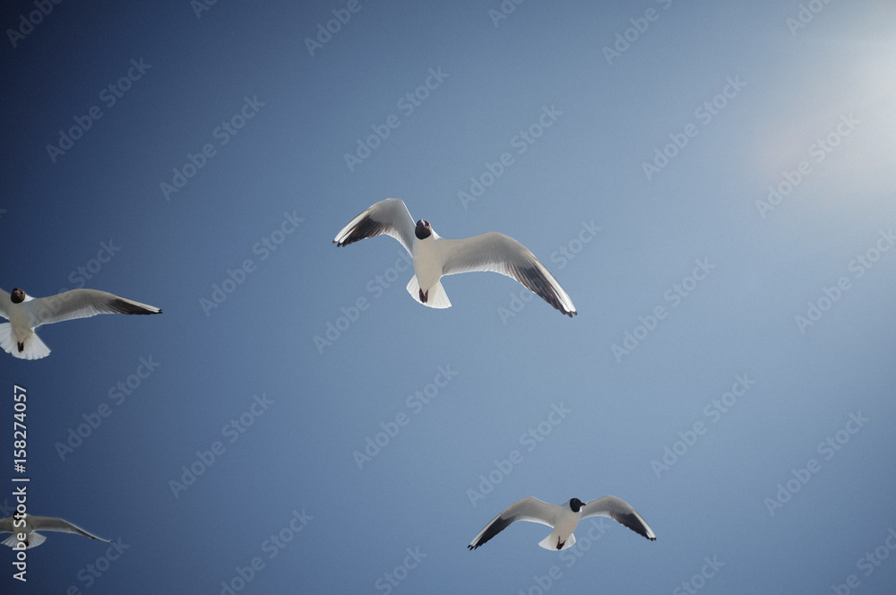 gulls gulls