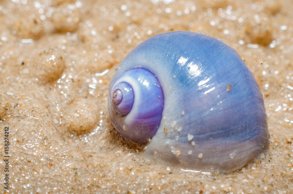 A lonely shellfish on beach with sand background A lonely shellfish on beach with sand background