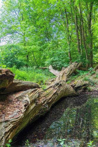 Door storm gevelde boom