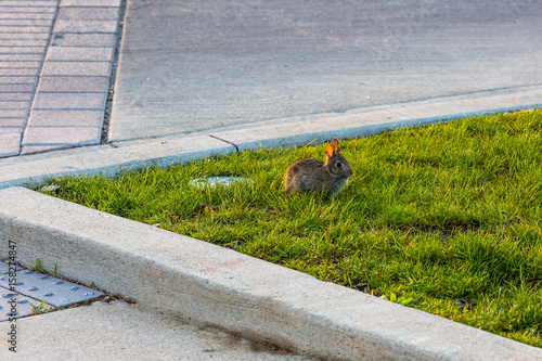 Fotografía baby rabbit in the grass next to the street