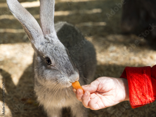 Children feed rabbit in сontact petting zoo